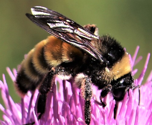 Bombus pensylvanicus image