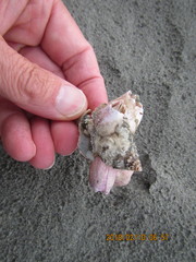 Notomegabalanus decorus