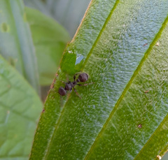 Procryptocerus