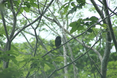 Glaucidium brasilianum