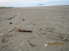 Notomegabalanus decorus