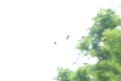 Amazona albifrons