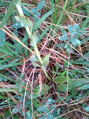 Platanthera dilatata