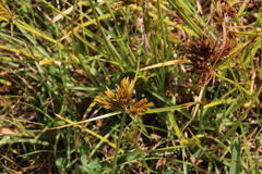 Cyperus polystachyos polystachyos