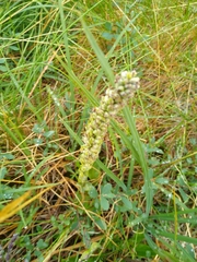 Platanthera dilatata
