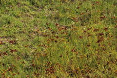 Cyperus polystachyos polystachyos