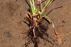 Cyperus polystachyos polystachyos