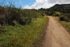 Cyperus polystachyos polystachyos