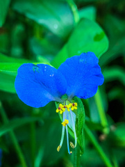 Commelina communis