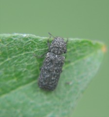 Lichenophanes tuberosus