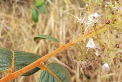 Hirtella glandulosa