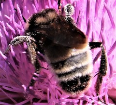 Bombus pensylvanicus image