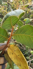 Hirtella glandulosa