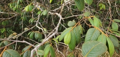 Hirtella glandulosa