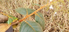 Hirtella glandulosa