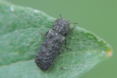 Lichenophanes tuberosus