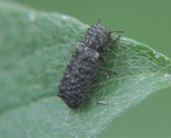 Lichenophanes tuberosus