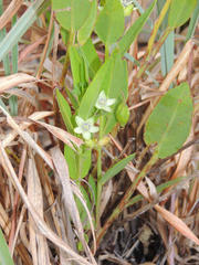 Basananthe sandersonii