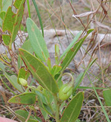 Basananthe sandersonii