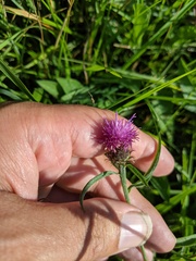 Centaurea debeauxii