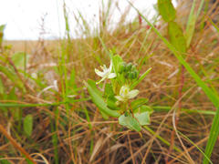 Basananthe sandersonii