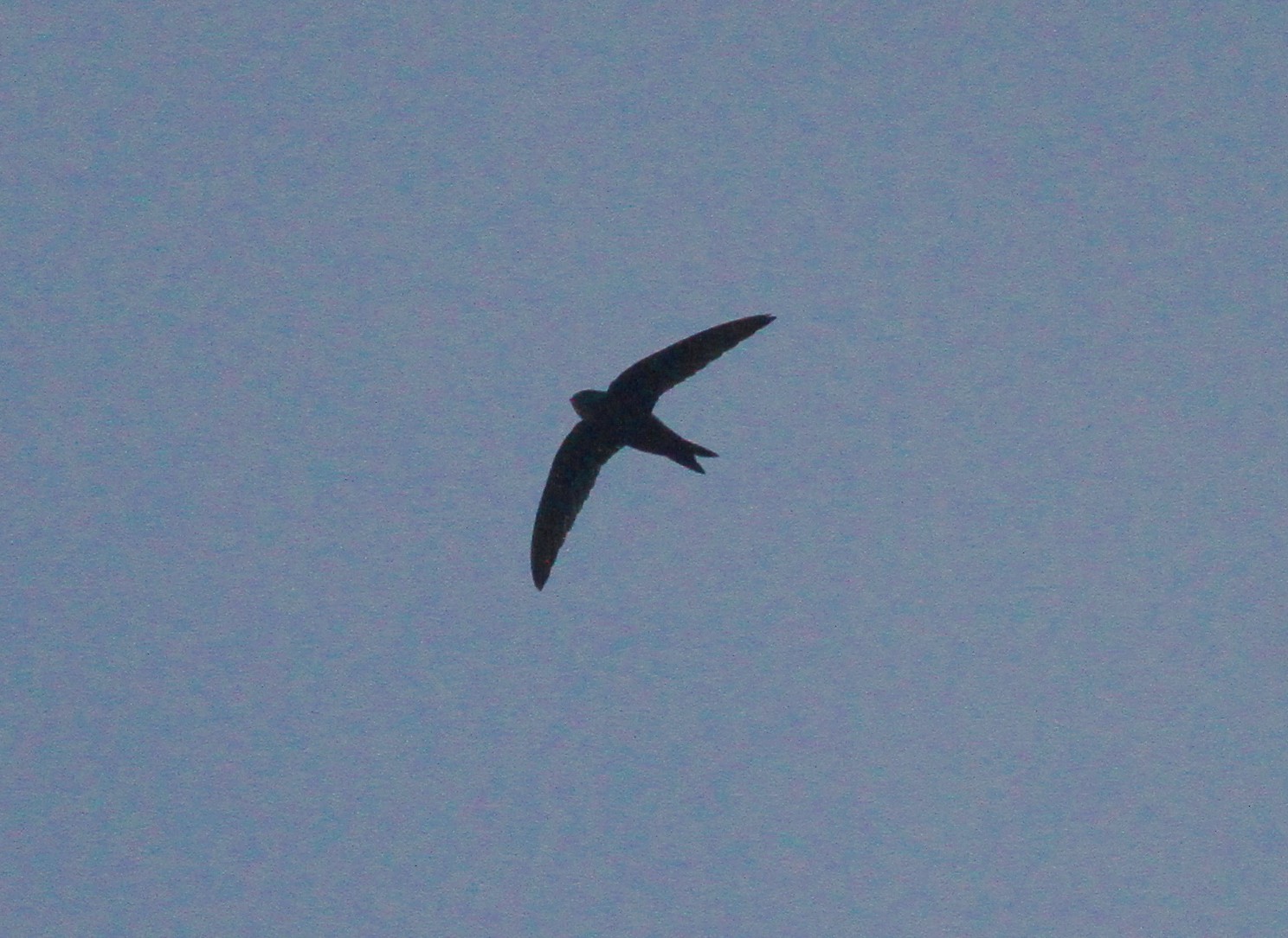 Fork-tailed Swift