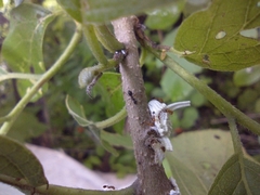 Trichomyrmex destructor