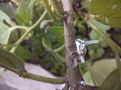 Trichomyrmex destructor
