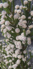 Brunia microphylla