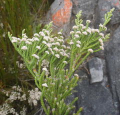 Brunia microphylla