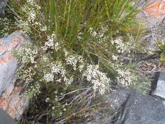 Brunia microphylla