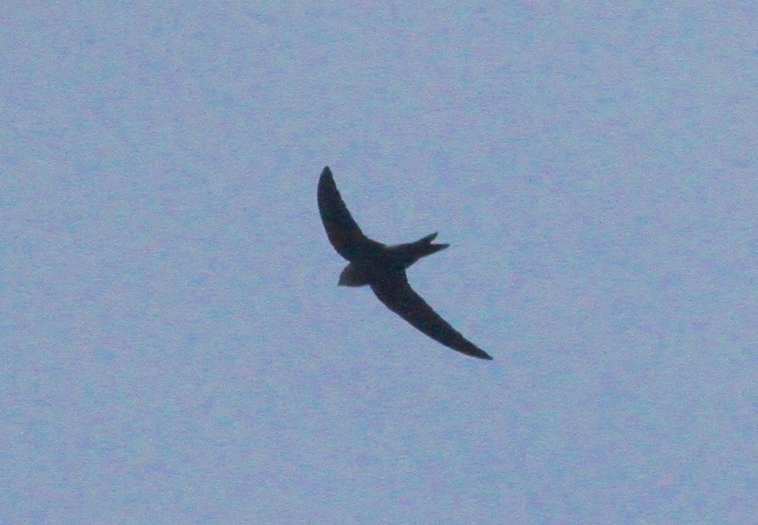 Fork-tailed Swift