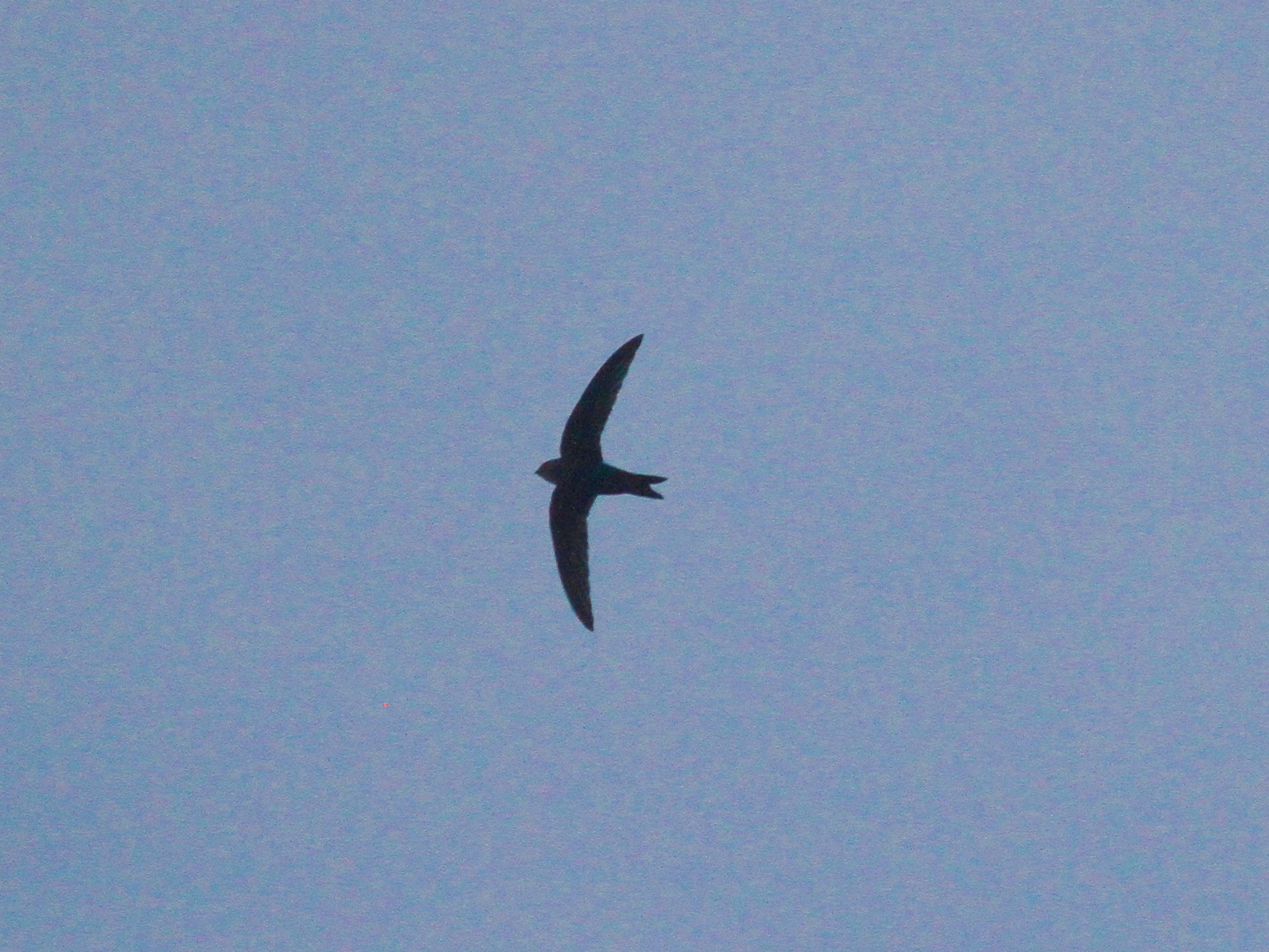 Fork-tailed Swift