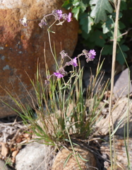 Mirabilis melanotricha