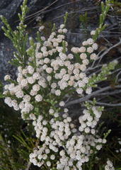 Brunia microphylla