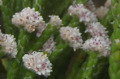 Brunia microphylla