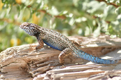 Sceloporus occidentalis becki