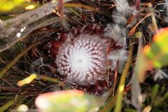 Protea scolopendriifolia