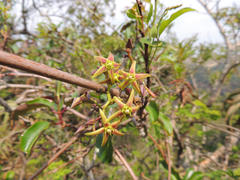 Ischnolepis natalensis