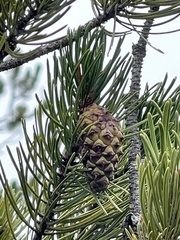 Pinus contorta bolanderi