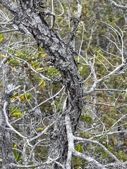 Pinus contorta bolanderi