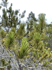 Pinus contorta bolanderi