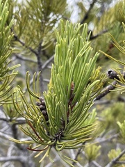 Pinus contorta bolanderi