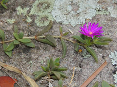 Delosperma repens