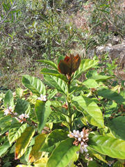 Mitriostigma axillare