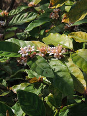 Mitriostigma axillare