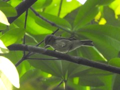 Phylloscopus tytleri