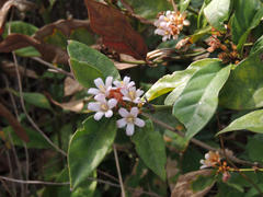 Mitriostigma axillare