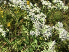 Eupatorium × truncatum