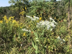 Eupatorium × truncatum